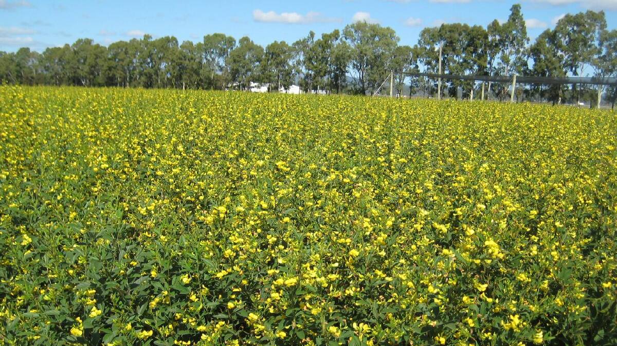 Growing pigeon peas on narrow row spacings may a means to improve crop competition against weeds.