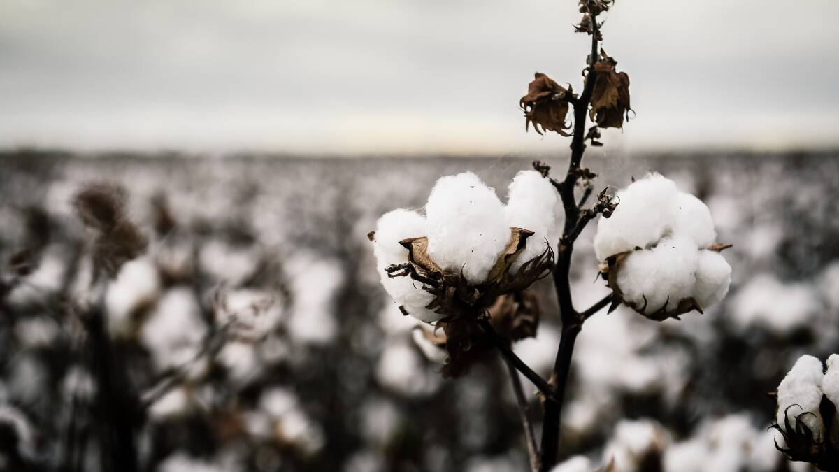 Cotton Australia says it is sick of its industry being the 'whipping boy' in arguments about water policy.