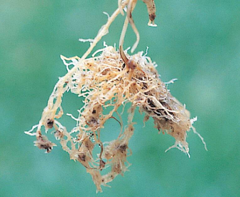 Cereal cyst nematode is a parasite that impacts cereal roots. Photo courtesy by Hugh Wallwork.