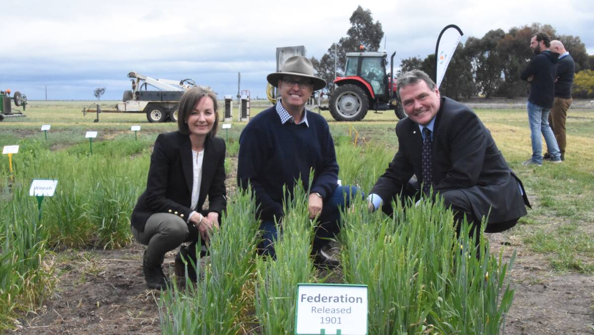 Agriculture Victoria chief executive Emily Phillips, Victoria Wheat Research Authority chairman Michael Sudholz and Ag Vic research deputy secretary German Spangenberg with a trial plot of one of Australia's first wheat varieties, Federation, at Grains Innovation Park's 50th anniversary celebrations.
