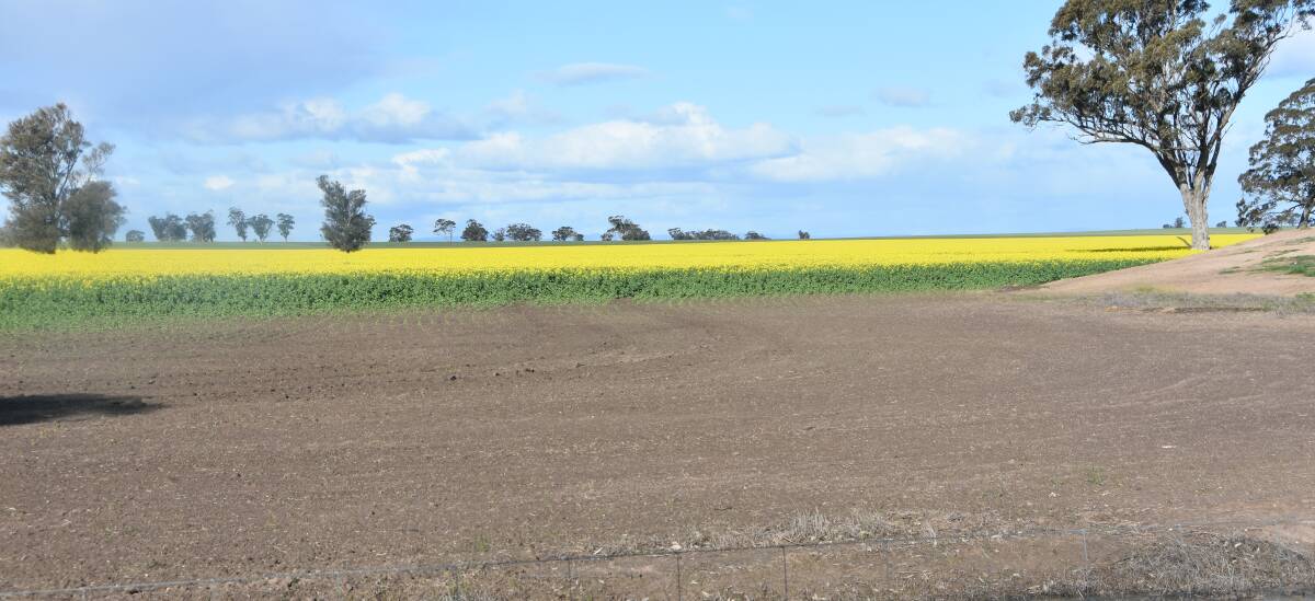 Ducks caused this damage to a canola crop in Victoria's Wimmera this year.