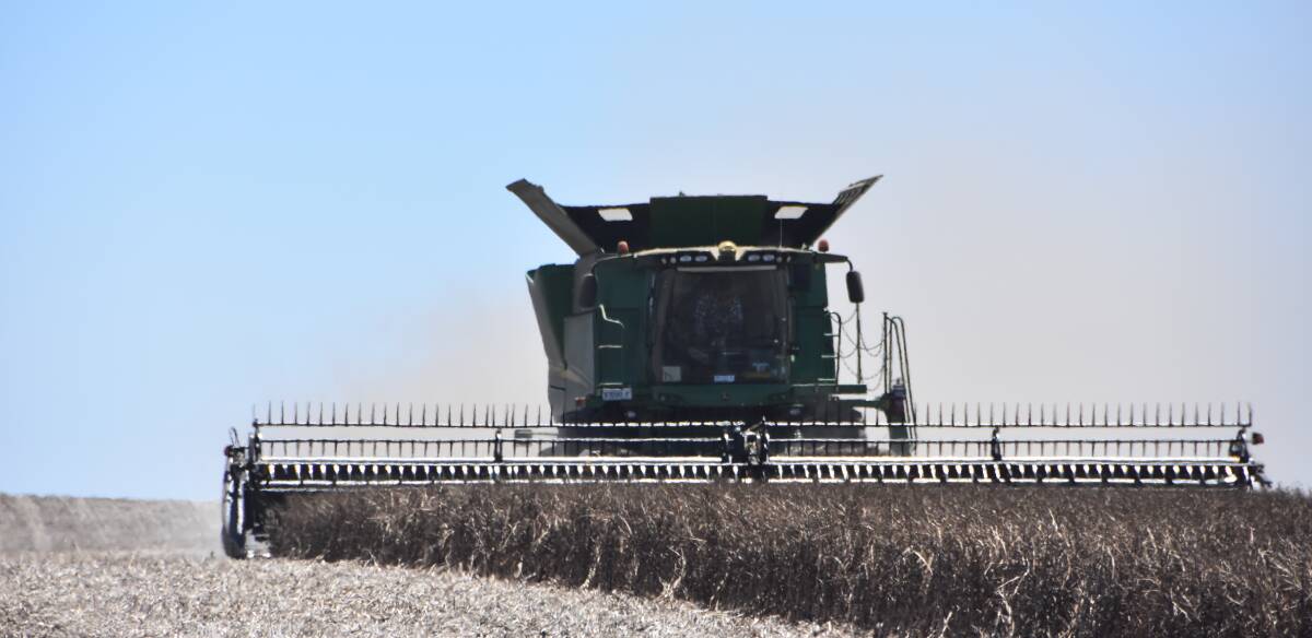 This year's faba bean crop has been excellent for many growers in the Wimmera and south-eastern South Australia. Photo: Gregor Heard.