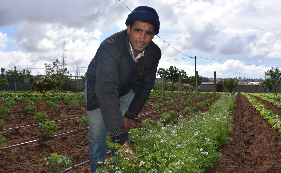 Moroccan farmer Assou, who runs a small holding in the Khemisset region, near Rabat, is one of an increasing number of growers switching to smarter irrigation practices to improve efficiencies.