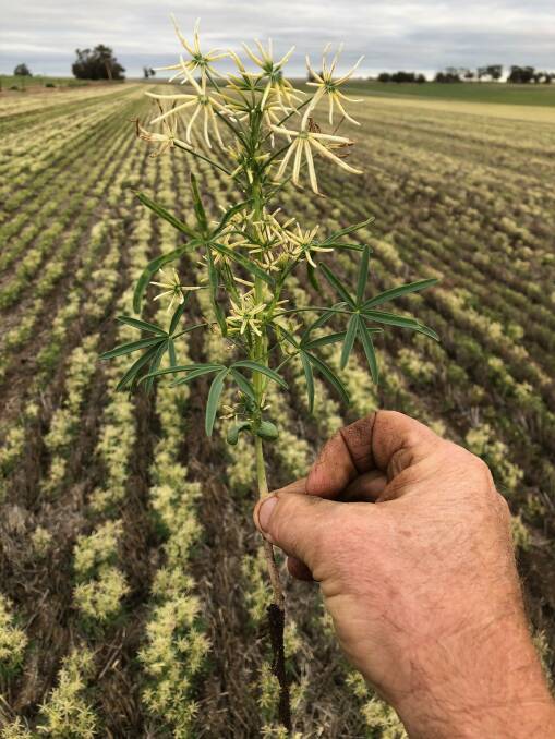 A farmer from Bolgart, WA, has seen bleaching in a lupin crop next to a paddock treated with Overwatch.