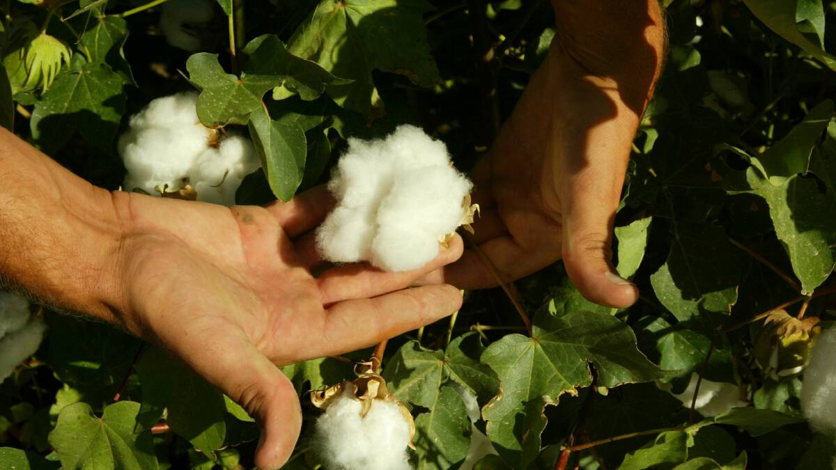 ON THE BOLL: Australia's cotton crop is looking the goods.