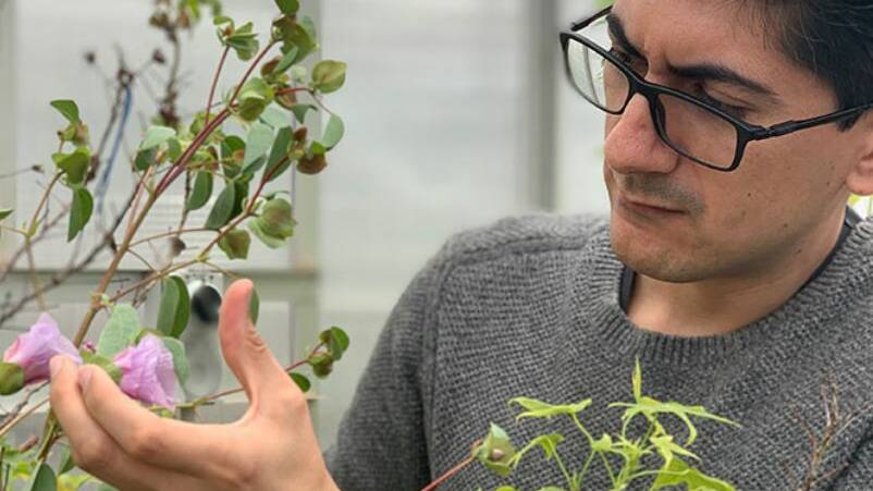 Farhad Masoomi-Aladizgeh inspects cotton flowers in the Atwell Lab at Macquarie University.