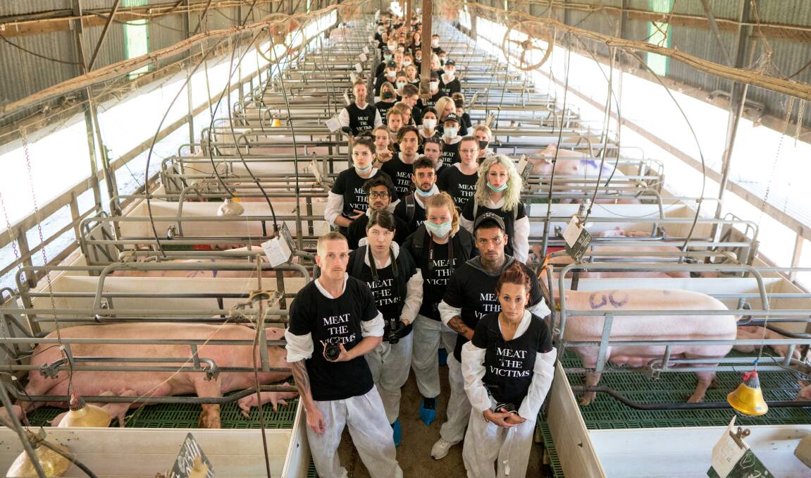 Animal activists occupied a piggery at Beerburrum in Queensland last week.