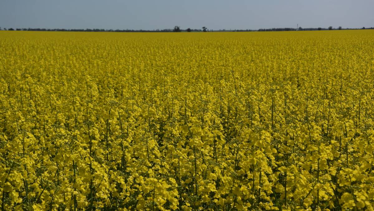 Canola crops have benefitted from the use of neo-nicotinoid seed treatments this year, but authorities warn of the risk of pest resistance should the dressings be used too frequently.