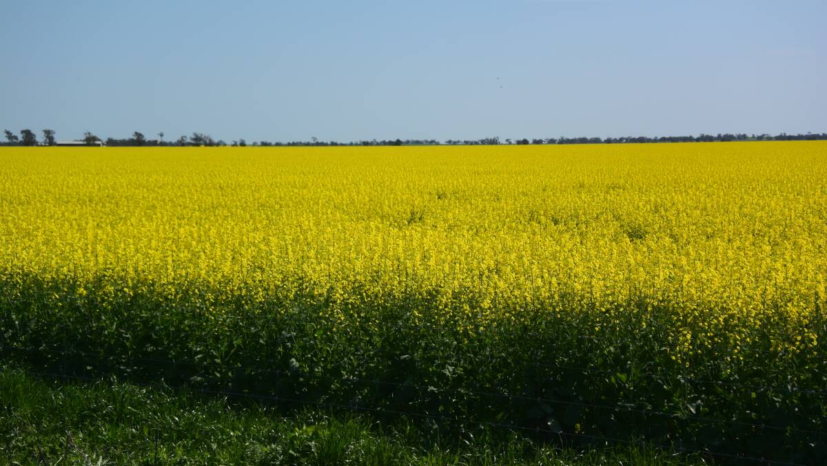 BEST IN FIELD: Canola has the lowest amount of emissions per litre out of any major vegetable oil product.