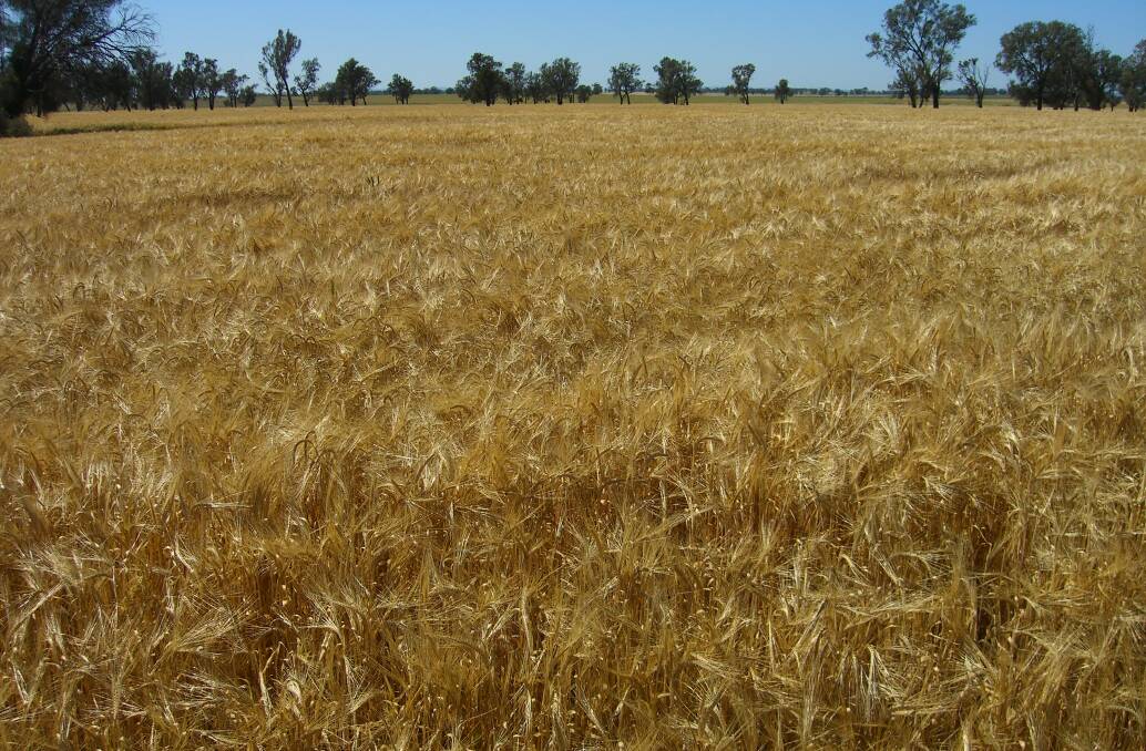 Barley is likely to be the star performer this year, with ABARES forecasting a 4pc increase in plantings due to its ability to better tolerate dry conditions. File photo.