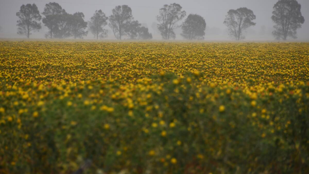 Safflower in the Wimmera this week will still benefit from the heavy falls through the region.