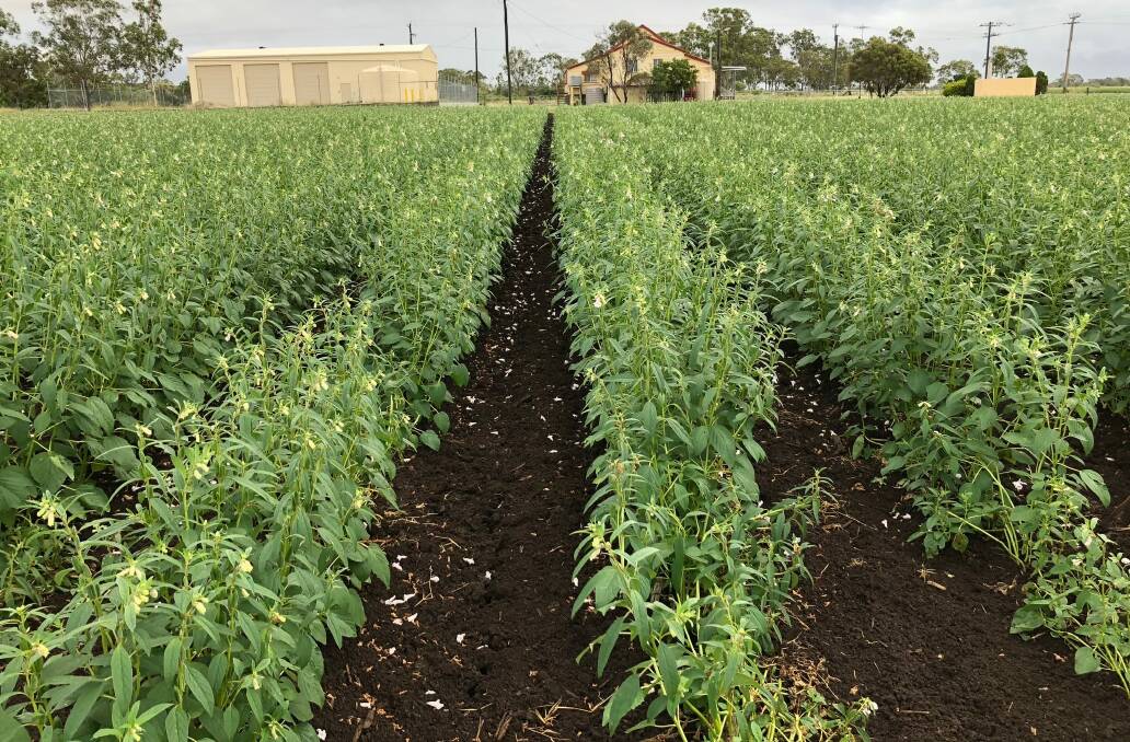 Sesame has shown a good fit in the dry tropics of central Queensland. Photo courtesy of AgriFutures Australia.