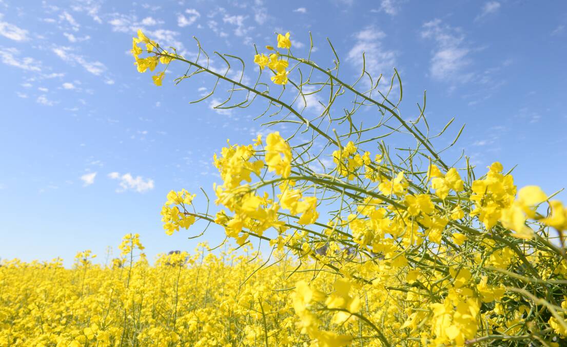 Canola crops across the country are looking good heading into the critical flowering period. File photo.