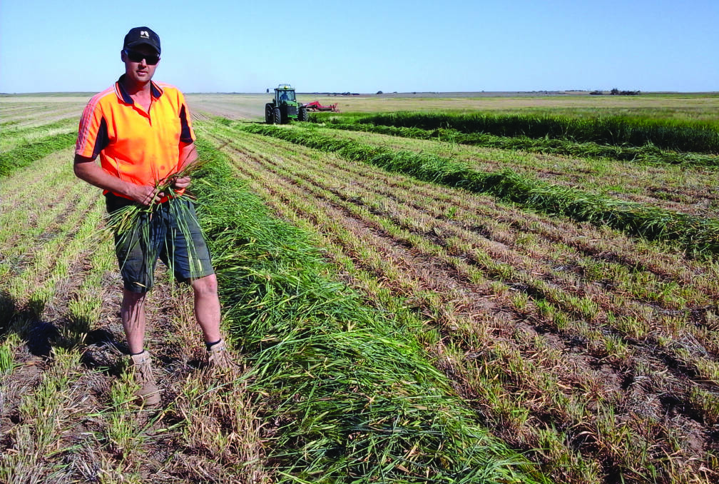 EXPLORING ALL OPTIONS: Wade Nickolls, Pinnaroo, looks at all options, including making hay, to help control weed numbers.
