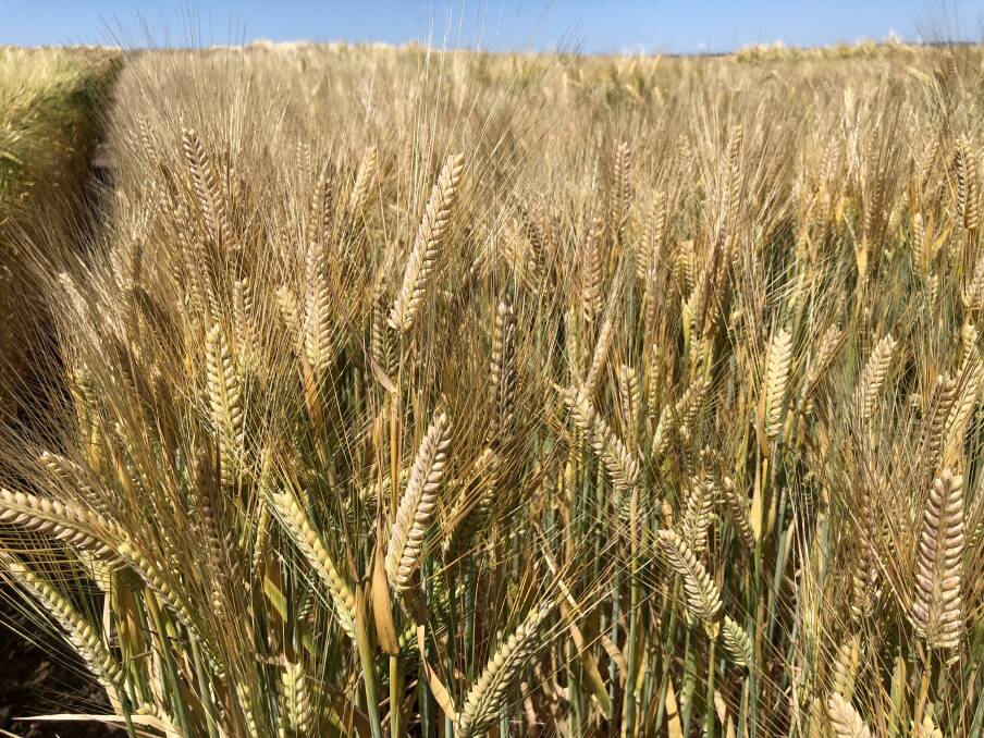 Barley values have slipped, which is welcome news for those who are feeding livestock.