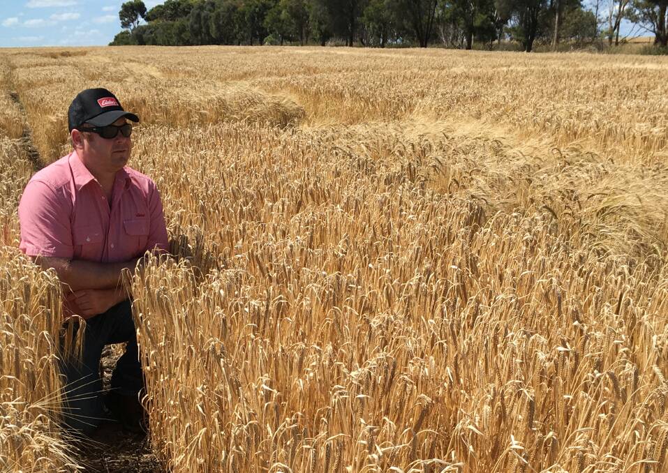 GOOD TO GO: Elders agronomist Chris Willis inspects a ripe paddock of Alestar barley.