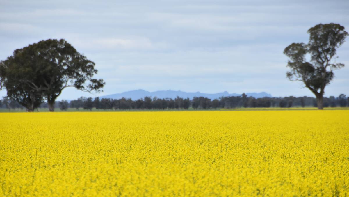 The possibility that a canola crop in the Wimmera may have been deliberately poisoned has shocked the farming community.