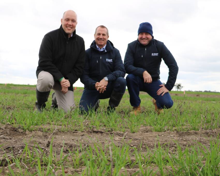 Gustavo Palerosi Carneiro, Gavin Jackson and Rob Hall, all of BASF, at the company's breeding operation near Horsham last week.