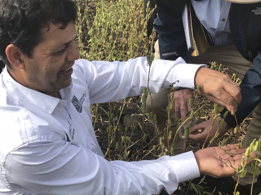 Surya Bhattarai inspects a black sesame plant grown as part of a trial conducted by CQUniversity and AgriVentis Technologies.