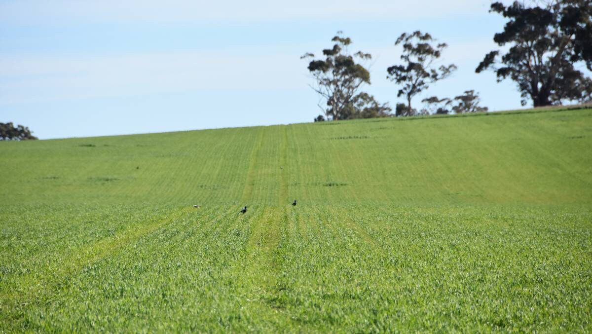 Crop in Victoria's Wimmera is emerging strongly.