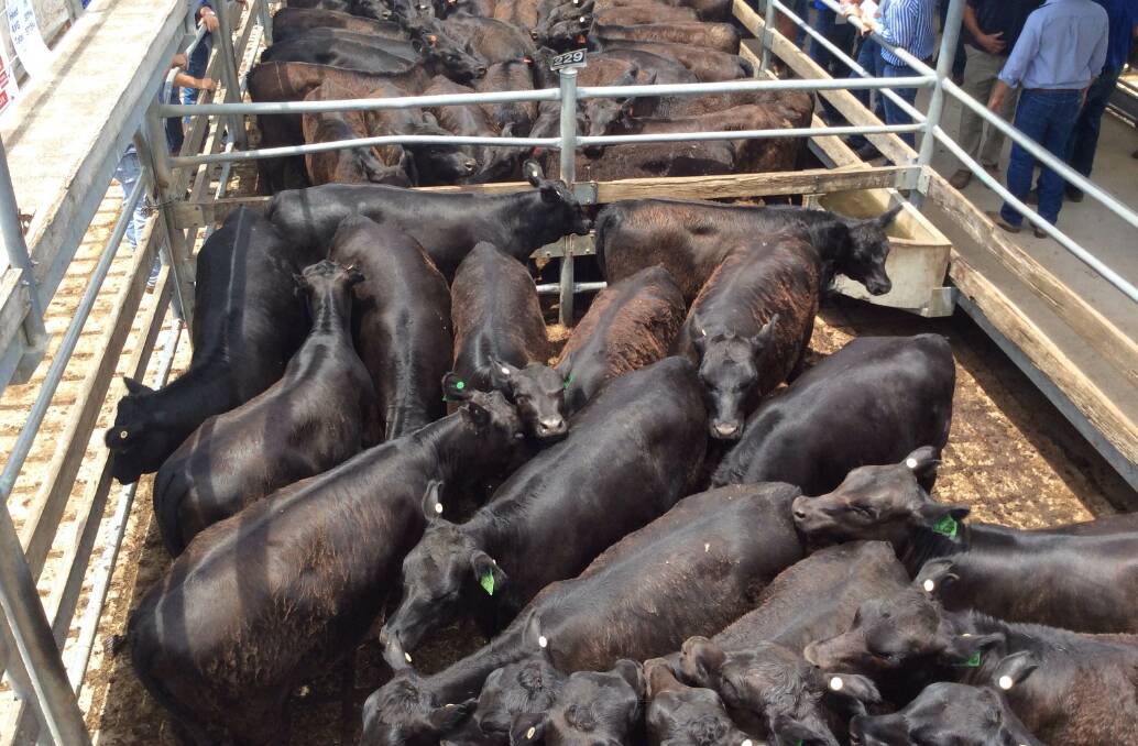 The director of a Queensland-based cattle buying business was jailed this week for tax fraud.