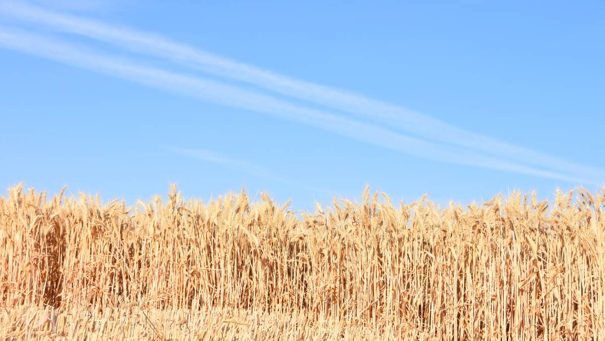 Wheat will play a key role in leading Australia's agricultural comeback according to ABARES.