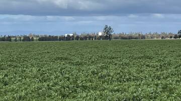SMELL THE BEANS: Crops throughout Australia's grain belt, such as this faba bean crop in Victoria's Wimmera, are in rude health moving into the critical spring period.