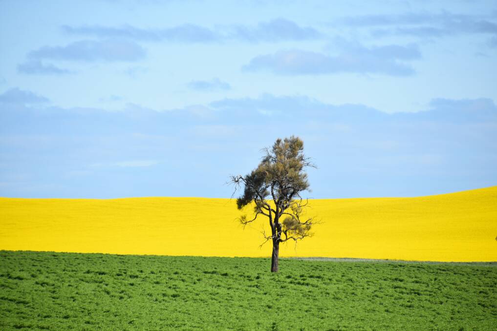 Australia is a sea of bright yellow and deep green, such as this scene in Victoria's southern Mallee, with crops across the nation in good health, leading ABARES to ratchet up its crop forecast numbers. Photo: Gregor Heard.