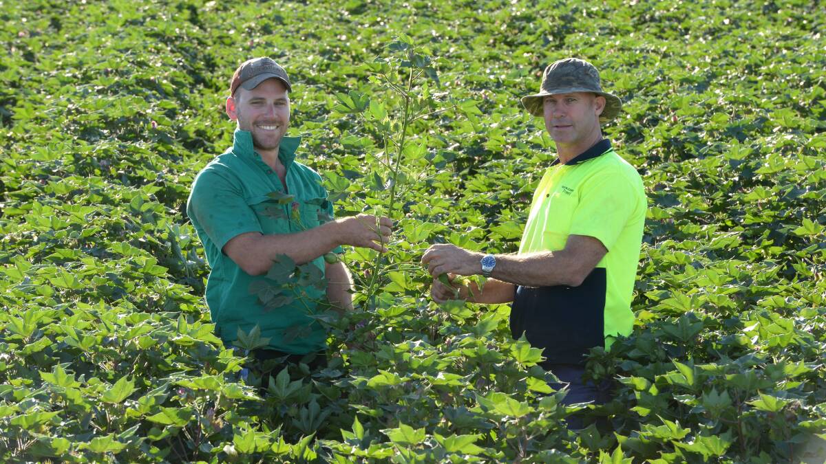 Chris and Trent Gardiner, Coleambally in a cotton crop sown last year.