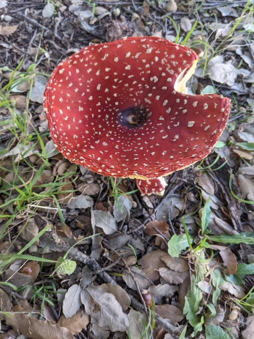 Australians are being warned by the Australian Mushroom Growers Association (AMGA) of the risks of foraging their own mushrooms, with poisonous and hallucinogenic fungi growing in the wild. Photo by Jamieson Murphy.