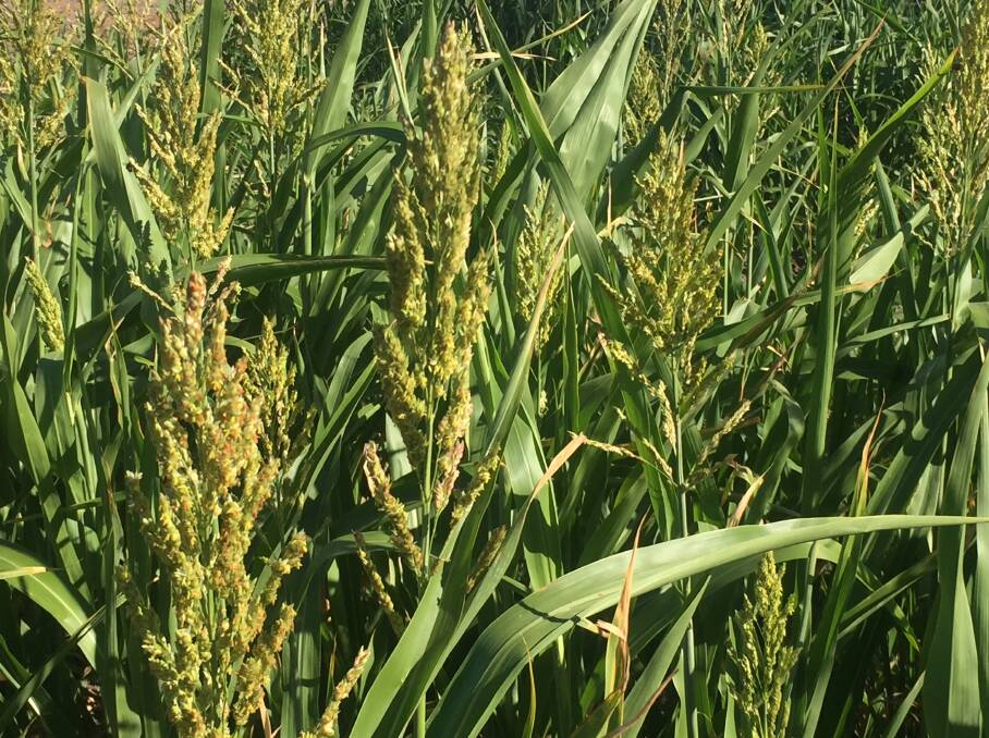 Sorghum crops will react well to last week's rain in northern NSW.