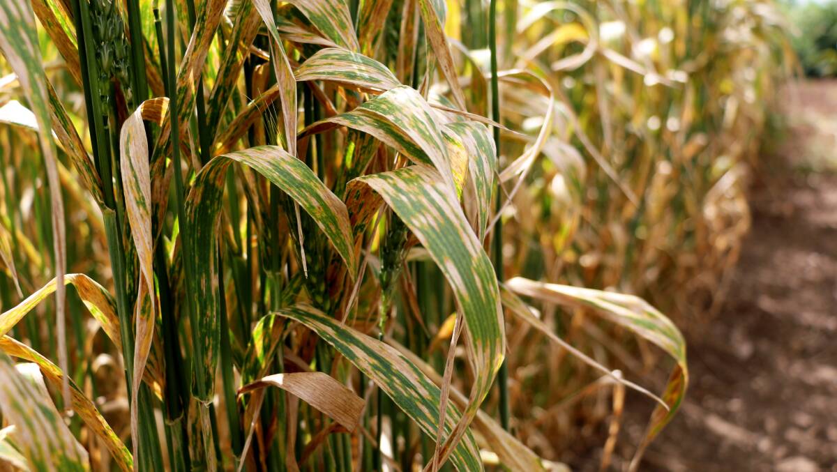 Yellow leaf spot can cause significant damage in wheat.