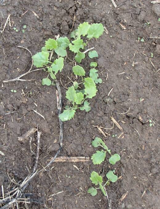 This year's canola crop in Victoria is in good condition. 