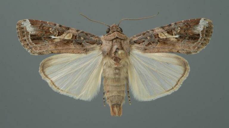 The fall army worm is a strong flyer in its moth phase. Photo: Lyle Buss, Florida State University, Bugwood.org