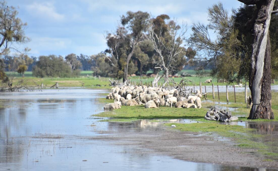 Sheep huddling on a patch of dryland in a wet pasture paddock at Nurrabiel, south of Horsham.