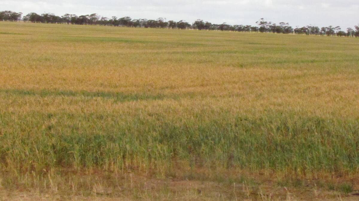  Crop prospects in the Victorian Mallee are fading fast. 