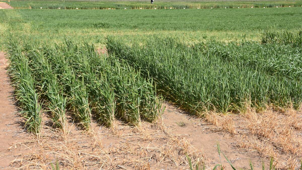 It is believed the GM wheat volunteers found in Washington state in the US may be descended from plants grown as part of GM wheat trials in the area years ago. Photo - a trial plot of wheat grown for research purposes.