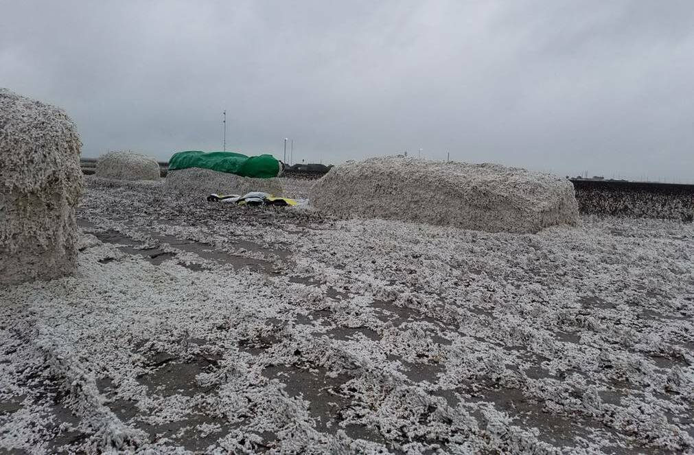 WORST FEARS: Cotton producers are hoping there is not a repeat of this incident from several years ago where unginned cotton was ruined by rain.