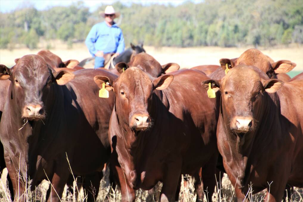 Seifert Belmont Reds genetics are exported to New Caledonia, Papua New Guinea and Paraguay.