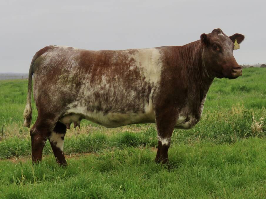 Royalla selection: Lot 24, Royalla Redwing M111 is by breed legend, Weebollabolla Theodore and out of the same cow as Royalla Ostentatious.