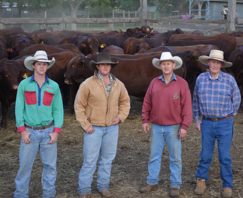 Family calling: Three generations of Greenups - Seb, Sam, David and Grahame with bulls to be semen tested, within their operation which spans an aggregation of properties totalling 12,000ha in SE Queensland.