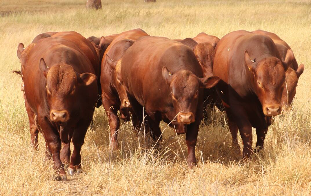 Herd improvers: A selection of the Seifert Belmont Red bulls to be exhibited at Beef Australia 2021. Several of these bulls will also go under the hammer at the Annual Belmont Australia sale on September 6, 2021, at Gracemere.