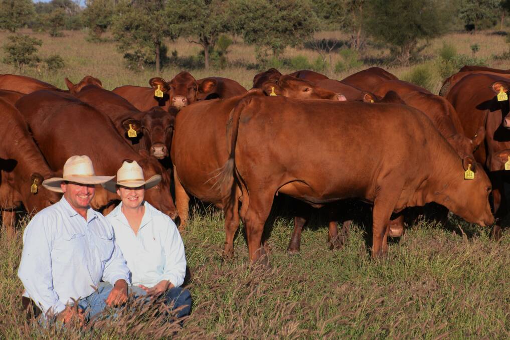 High demand: Jeanne Seifert and Ian Stark are the largest breeders of Belmont Reds in Australia and sell up to 150 bulls per year to cattle producers across Qld, northern NSW and the NT, including Consolidated Pastoral Company.