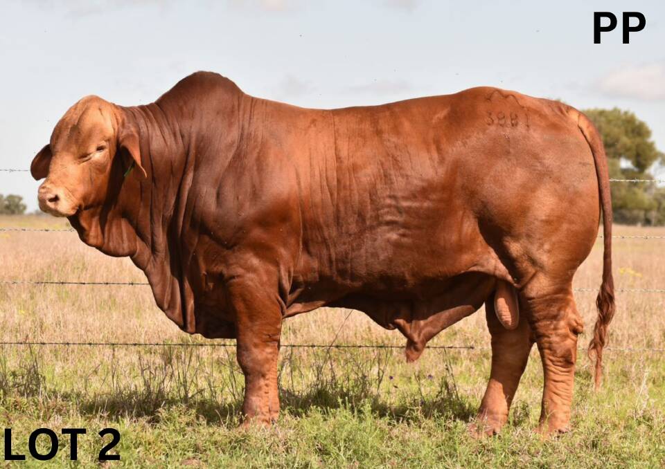A magnificent 138 bull draft has been selected by the Mungalla and Lamont Droughtmaster studs for the 21st Monty Atkinson Genetics Sale being held at the Dalrymple Saleyards, Charters Towers, on November 11.