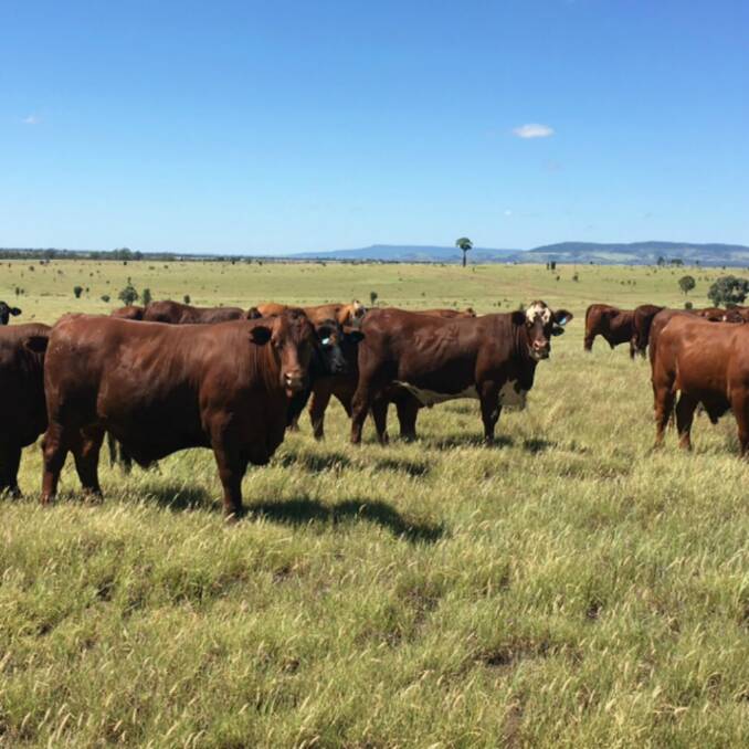 Fed up: Progeny are fattened at the familys' South Westgrove and New Merivale properties and sold to Teys Beenleigh, for their Grasslands brand and the EU market.