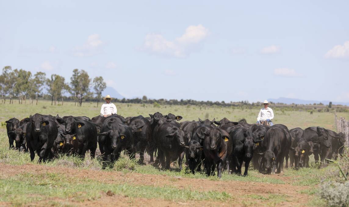 Bright future: Triple B Brangus's Lindsay Barlow says it's an exciting time for the Brangus breed as more science is incorporated into the management and production of the next generation of breeding stock. Photo: Kent Ward
