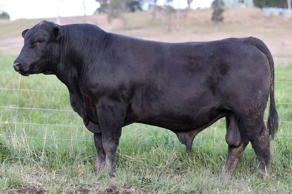 The Alexanders are getting great results in the commercial crossbreeding program. Pictured is a Battalion Stockade BAT M3 (Speckle Park) x Telpara Hills Miss Hollywood 801M11 (Brangus) bull in the sale. Picture supplied.