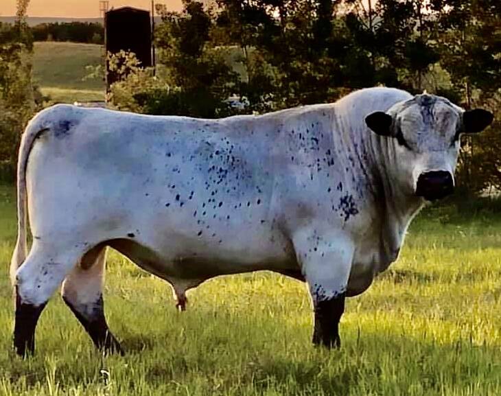 Canadian sire Notta 110B Hot Topic 305E will be well represented by live animals, embryos and semen in the Legends of the Future sale. Picture supplied.