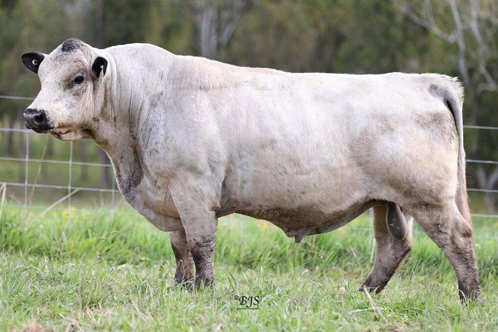 HVS Q5 Hidden Valley Jackpot is one of several live lots and genetic packages by Notta 110B Hot Topic 305E that will be offered at the inaugural Legends of the Future Speckle Park sale on Friday, November 11. Picture supplied.