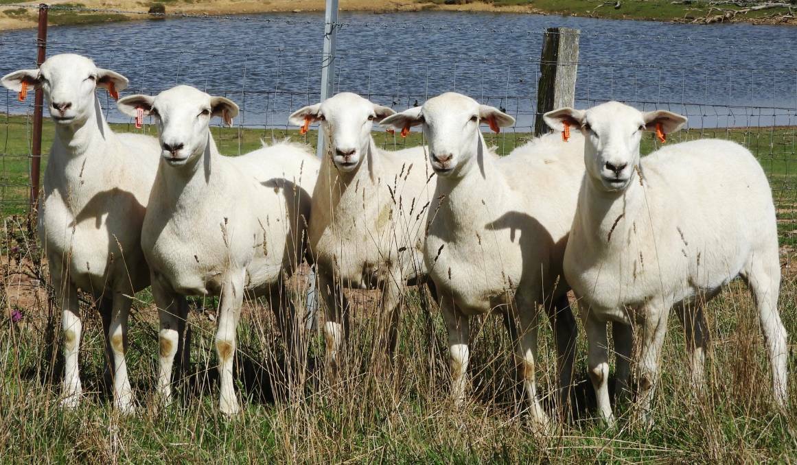 With 2000 stud breeding ewes, Baringa and Seriston are the largest user of ASBVs in the Australian White breed.